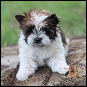 Cute fluffy white and brown puppy sitting on a wooden log, with the Semper Fi Yorkies logo in the bottom right corner.