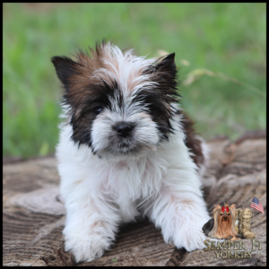 Adorable fluffy Yorkshire Terrier puppy sitting on a log outdoors, with a Semper Fi Yorkies logo in the bottom-right corner.