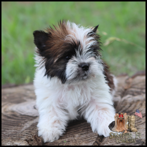 Fluffy brown and white Yorkshire Terrier puppy standing on a log outdoors. (informative)