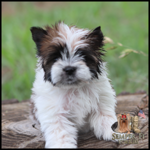 Fluffy small puppy on a wooden log outdoors with a green blurred background, logo for Semper Fi Yorkies in the bottom-right corner (dog portrait and flag).
