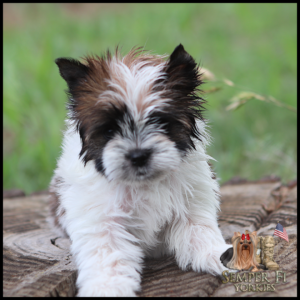 Fluffy white and brown Yorkie puppy standing on a log outdoors, with Semper Fi Yorkies logo in the bottom-right.