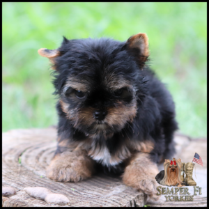 Small black-and-tan Yorkshire Terrier puppy sits on a tree stump with a green blurred background; Semper Fi Yorkies watermark bottom right.