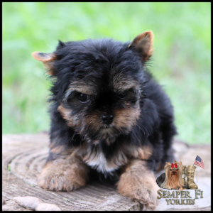 Small black and tan Yorkshire Terrier puppy sits on a wooden log with Semper Fi Yorkies logo in the corner.