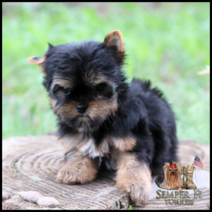 Yorkshire terrier puppy perched on a tree stump with a grassy background; Semper Fi Yorkies logo in the bottom-right corner.
