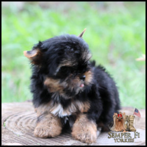 Cute Yorkshire Terrier puppy sitting on a wooden stump outdoors, fluffy black and tan fur, looking to the side.
