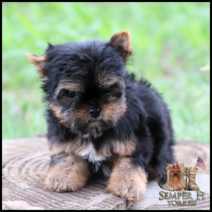 Cute Yorkie puppy with black and tan fur sitting on a tree stump outdoors; Semper Fi Yorkies logo in the bottom-right corner.
