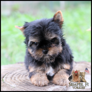 Adorable black-and-tan Yorkie puppy sitting on a tree stump, head slightly tilted, with a Semper Fi Yorkies logo in the bottom-right corner.