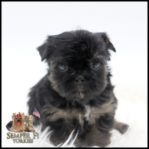 Portrait of a small black Yorkie puppy in the snow, with the Semper Fi Yorkies logo in the bottom-left corner.