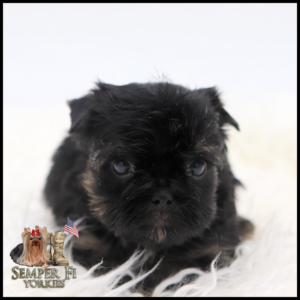Close-up of a tiny black Yorkie puppy on white fur with a Semper Fi Yorkies logo in the bottom-left corner.