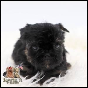Adorable black Yorkshire Terrier puppy on a white fluffy backdrop with the Semper Fi Yorkies logo in the lower-left corner.”
