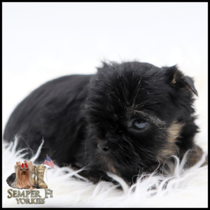 Curious black and tan Yorkie puppy resting on white faux fur, with the Semper Fi Yorkies logo in the lower-left corner.