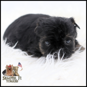 Black Yorkshire Terrier puppy resting on white fluffy fur; Semper Fi Yorkies logo in the lower-left corner.