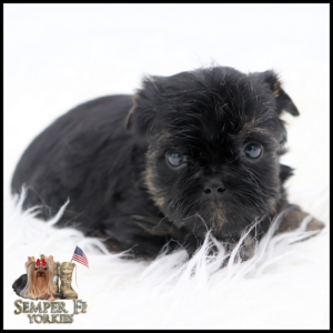 Black fluffy yorkie puppy lying on white fur, facing the camera.