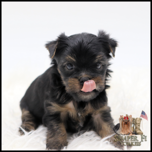Cute black and tan Yorkie puppy sitting on white fur, licking its lips with a pink tongue showing.