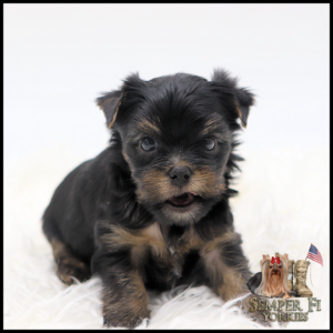 Cute black-and-tan Yorkie puppy sitting on white fur background, looking at the camera.