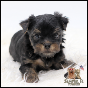 Adorable black and tan Yorkshire Terrier puppy lying on a white fluffy blanket, facing the camera; Semper Fi Yorkies logo bottom right.