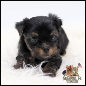 Tiny black and tan Yorkshire Terrier puppy on a white fluffy rug, looking at the camera; logo bottom right reads 'Semper Fi Yorkies'.