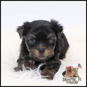 Cute black and tan Yorkshire Terrier puppy lying on a white fluffy rug; Semper Fi Yorkies logo in the bottom right corner.