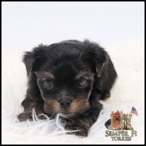 Adorable black-and-tan Yorkie puppy resting on a white fluffy blanket, logo for Semper Fi Yorkies in the corner.