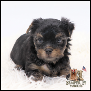 Cute black-and-tan Yorkshire Terrier puppy lying on a white fluffy rug, looking at the camera.