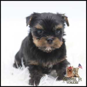 Cute black and tan Yorkshire Terrier puppy sitting on a white fluffy rug, facing the camera; Semper Fi Yorkies logo in bottom right.