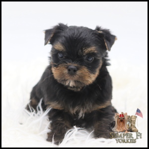 Yorkshire Terrier puppy with black and tan fur sitting on a fluffy white rug; logo for Semper Fi Yorkies in bottom right corner with an American flag