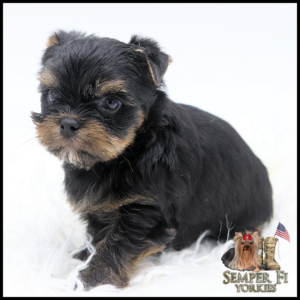 Small black and tan Yorkshire Terrier puppy on white fluffy surface, looking toward the camera, with Semper Fi Yorkies logo in the bottom-right corner.