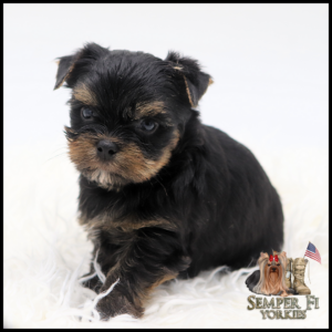 Adorable black-and-tan Yorkshire Terrier puppy on a white fluffy surface, looking at the viewer; Semper Fi Yorkies logo in the bottom-right corner.