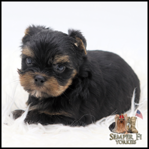 Adorable black and tan Yorkshire Terrier puppy lying on white fluffy fur, looking at the camera.