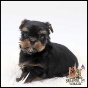 Cute black and tan Yorkshire Terrier puppy sitting on white fur, with a small Semper Fi Yorkies logo in the corner.