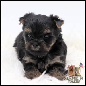 Adorable black and tan yorkie puppy lying on white fluffy fur and looking at the camera, cute and curious.