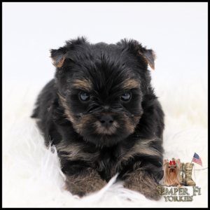 Adorable black and tan Yorkie puppy lying on a white fluffy blanket and gazing at the camera.