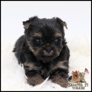 Small black-and-tan Yorkie puppy lying on a white fluffy rug, gazing at the camera; logo for Semper Fi Yorkies in bottom right.