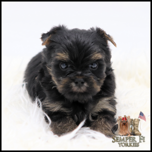 Small black-and-tan yorkie puppy sitting on a white fluffy surface, facing the camera.