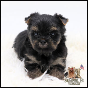 Adorable black-and-tan Yorkshire Terrier puppy sitting on a white fluffy rug.