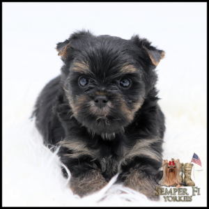 Cute black and tan Yorkshire Terrier puppy lying on a white fluffy blanket