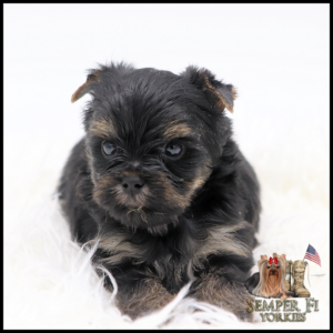 Cute black-and-tan Yorkie puppy resting on a white fluffy surface, with the Semper Fi Yorkies logo in the bottom-right corner.