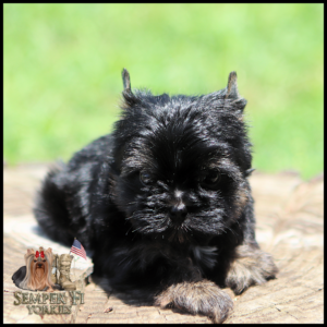 Young black Yorkshire Terrier puppy sitting on a log with a green blurred background and a Semper Fi Yorkies logo in the bottom-left corner.