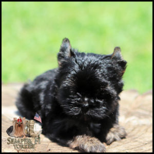 Cute black Yorkshire Terrier puppy sitting on a wooden surface with a blurred green background; Semper Fi Yorkies logo bottom left