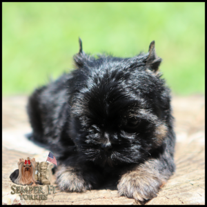 Black Yorkshire Terrier puppy lying on a wooden surface outdoors, logo for Semper Fi Yorkies in the corner with a small American flag.