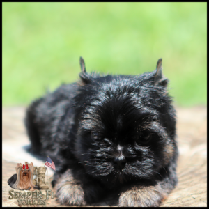 Tiny black Yorkshire Terrier puppy lying on a rock with a blurred green background; small tan paws and fluffy fur visible.