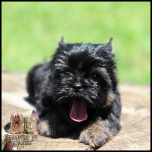Black Yorkshire Terrier puppy lying on a sunlit wooden surface with its tongue hanging out; Semper Fi Yorkies logo in the lower-left corner.