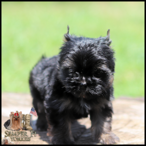 Small black Yorkshire Terrier puppy stands on a wooden surface with a green blurred background; logo reading 'Semper Fi Yorkies' and US flag in the bottom left.