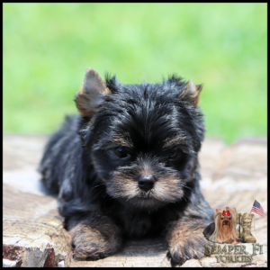 Black and tan Yorkshire Terrier puppy lying on a weathered log with a green, grassy background; Semper Fi Yorkies logo in the bottom right corner.