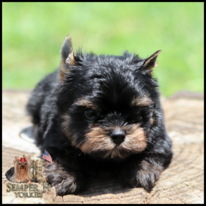 Cute Yorkie puppy resting on a wooden stump with a blurred green background; bottom-left shows a 'Semper Fi Yorkies' logo with a small dog and American flag.
