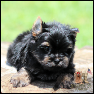 Adorable black-and-tan Yorkshire Terrier puppy lying on a tree stump with a green blurred background; Semper Fi Yorkies logo in the bottom-right corner.