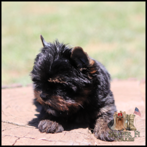 Small black and tan Yorkie puppy lying on a wooden surface with its head down, near a Semper Fi Yorkies logo in the bottom-right corner