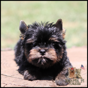 Close-up of a small black and tan Yorkshire Terrier puppy lying on a brick path outdoors, with a logo in the bottom-right corner.