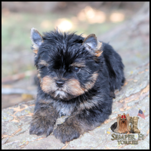 Adorable black-and-tan Yorkshire Terrier puppy resting on a rock; Semper Fi Yorkies logo in the lower right corner.