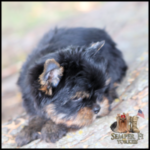 Tiny black and tan Yorkie puppy sleeping on a rock in an outdoor setting; Semper Fi Yorkies logo in bottom right.